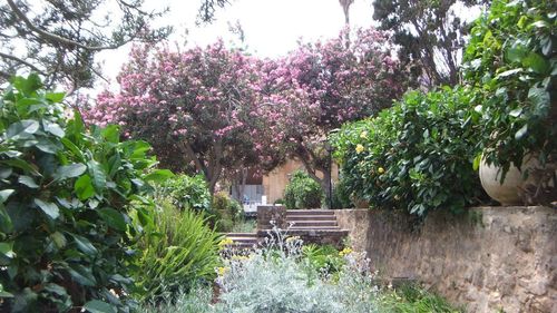 Plants growing on tree