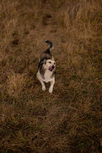 Dog running on grassy field