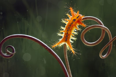 Orange caterpillars with unique feathers which are dangerous when exposed to the skin on leaf