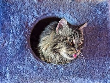 Close-up of cat looking through hole