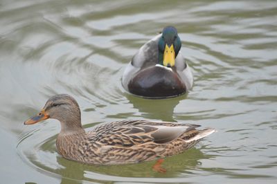 Duck swimming on the trent mersey canal