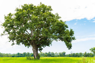 Trees on field against sky