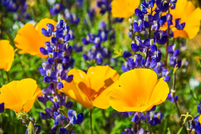 Close-up of purple crocus flowers