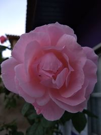 Close-up of pink rose