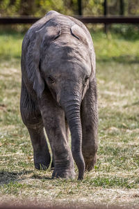 Elephant in a field