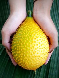 Close-up of hand holding yellow slices