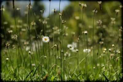 Close-up of flowers blooming in field