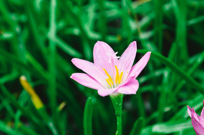 Close-up of pink flower blooming outdoors