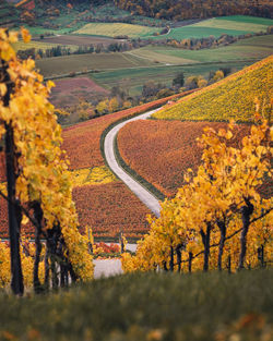Scenic view of agricultural field during autumn