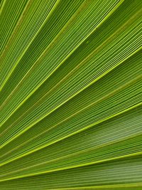 Full frame shot of palm leaves