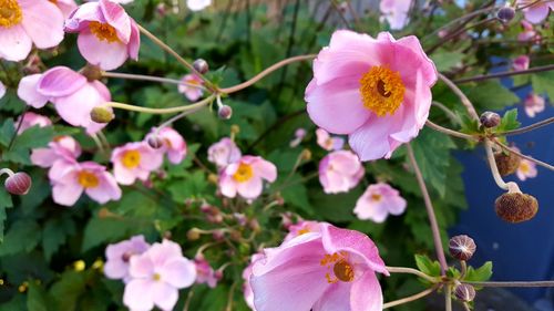 Close-up of pink flowers blooming outdoors