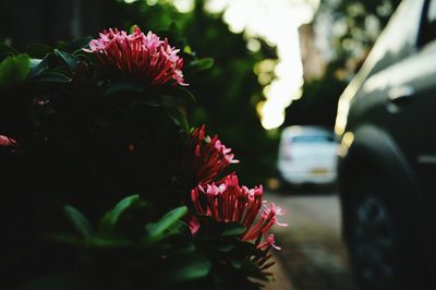 Close-up of pink flowers