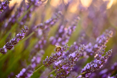 Close-up of honey bee pollinating on lavender flower