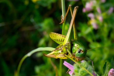 Close-up of insect on plant