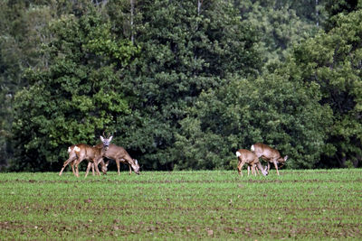 Horses in a field