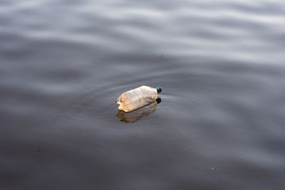 Plastic water bottle litter floating in lake water at sunset