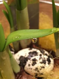 Close-up of water drops on leaf