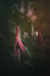 Close-up of pink flower blooming outdoors