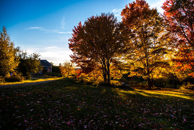 Trees growing on grassy field in park during autumn