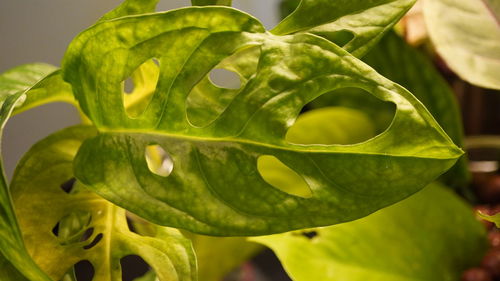 Close-up of green leaves