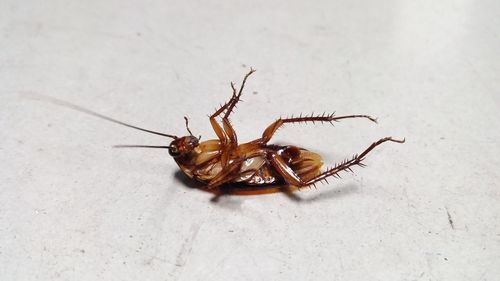 Close-up of insect