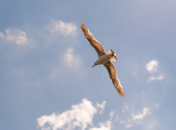 Low angle view of eagle flying