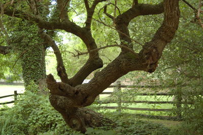 Trees in forest