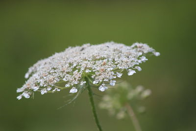 Close-up of white flowering plant