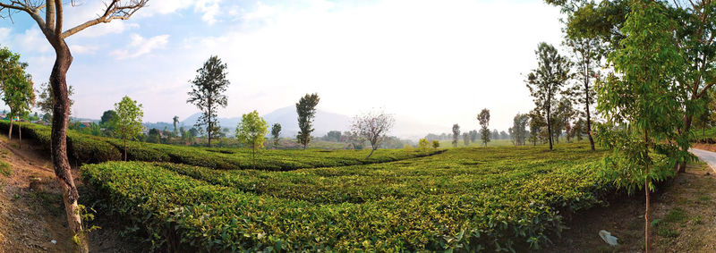 Plants growing on field against sky