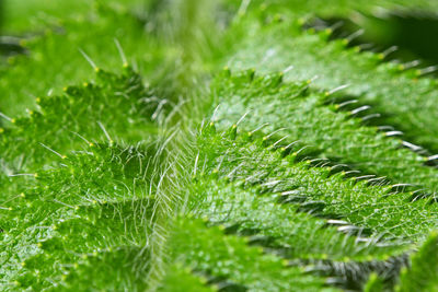 Close-up of plant