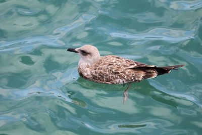 High angle view of duck swimming in lake