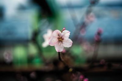 Close-up of pink flowers on branch