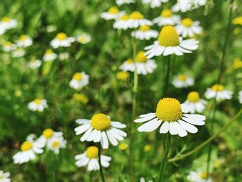 Close-up of white daisy flowers