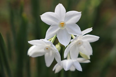 Close-up of white flowering plant