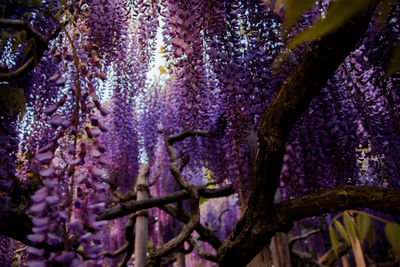 Close-up of purple flowering plant on tree trunk