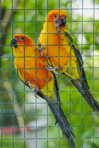 View of birds perching on metal fence