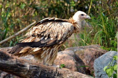 Bird perching on rock