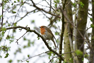Bird perching on a tree