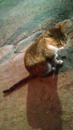 High angle view of cat on sand