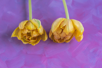 High angle view of yellow roses