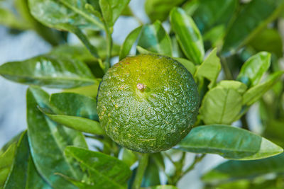 Close-up of fruit