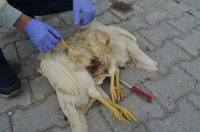 Autopsy dead chickens in poultry uterine prolapse