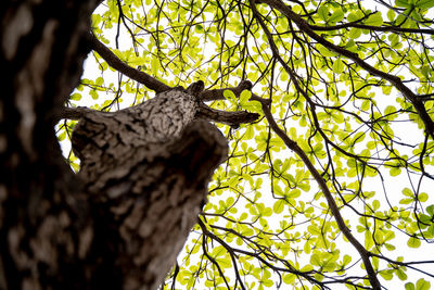 Low angle view of a tree