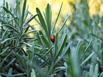 Ladybug on plant