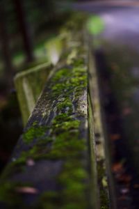 Close-up of tree trunk