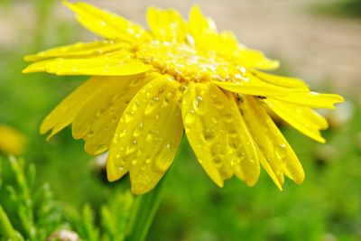 Close-up of wet yellow flower blooming outdoors