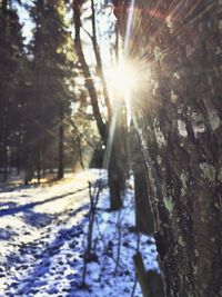 Sun shining through trees