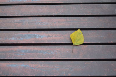 High angle view of yellow leaf on wooden wall