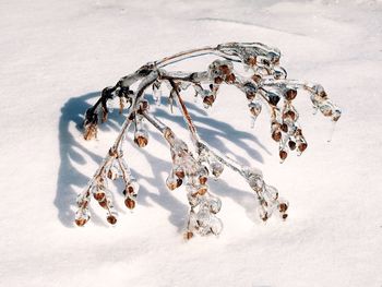 Close-up of frozen dry plants on snow