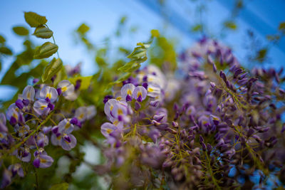 Close-up of purple flowering plants on field